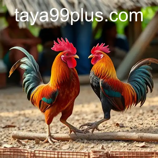 The Cultural and Economic Insights into Sabong Games and TAYA99.com